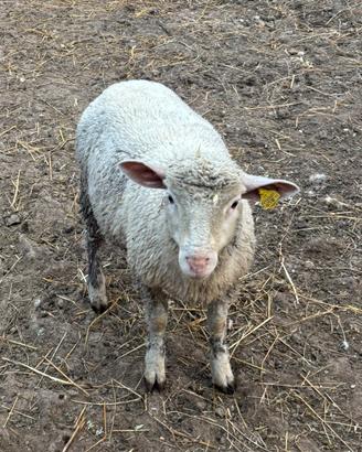 Agnello ile de france