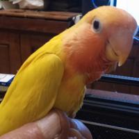 Pappagallo inseparabile allevato a mano