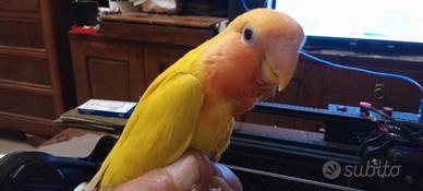 Pappagallo inseparabile allevato a mano