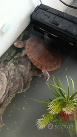 Tartaruga Emydura Subglobosa