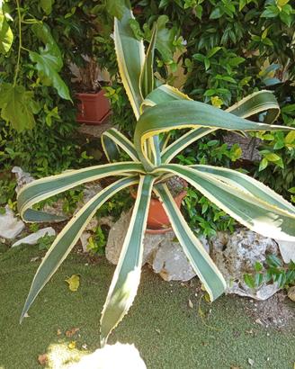 grandissima pianta di agave striata