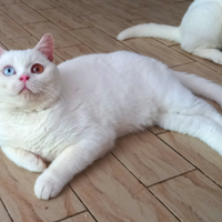 Cuccioli di British Shorthair da riproduzione