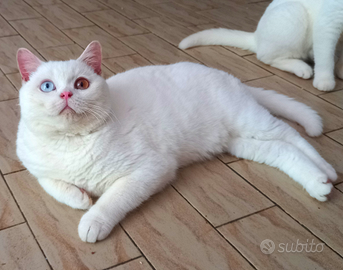 Cuccioli di British Shorthair da riproduzione