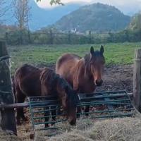 Cavalla da sella italiana e dotazioni