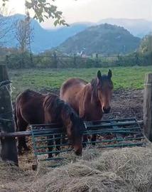 Cavalla da sella italiana e dotazioni