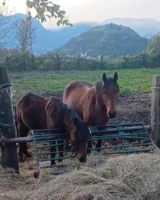 Cavalla da sella italiana e dotazioni