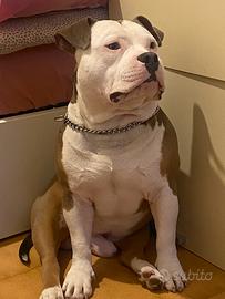 American bully poket per monta
