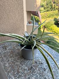 Pianta verde