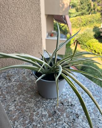 Pianta verde