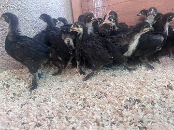 Pulcini Pulcinotti Marans galline