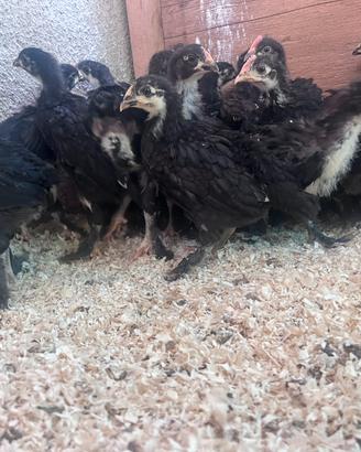 Pulcini Pulcinotti Marans galline
