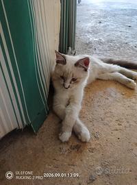 Gattina e gattino siamese occhi celesti