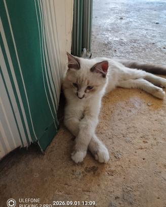 Gattina e gattino siamese occhi celesti