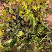 talee varie piante tropicali