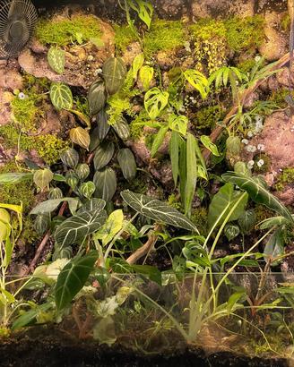 talee varie piante tropicali