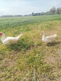 Coppia di Anatra muta