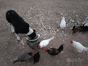 Asia Centrale - Caucaso