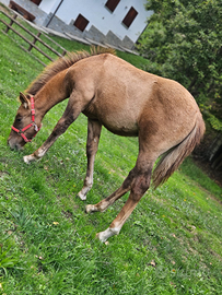 Puledro Criollo X Paint