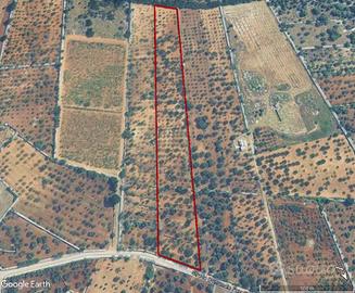Terreno agricolo a Castellana Grotte