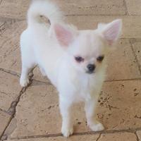Cucciolo chihuahua pedigree
