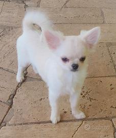 Cucciolo chihuahua pedigree