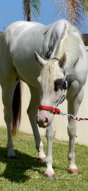 Paint Horse