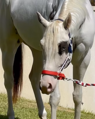 Paint Horse