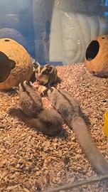 Petauro dello zucchero baby