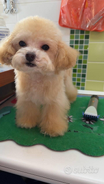 Ultimi barboncini teacup a Bologna