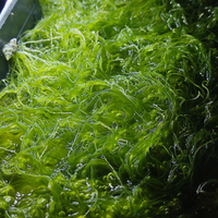 Alga chaethomorpha e lumache euplica