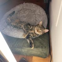 Gattina 7 mesi, dolce e affettuosa