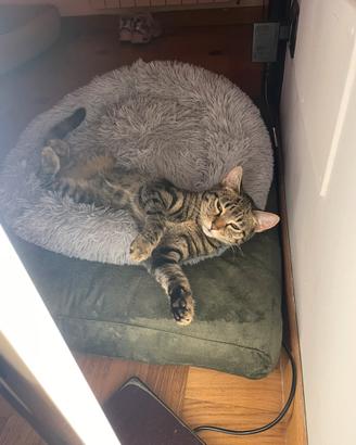 Gattina 7 mesi, dolce e affettuosa