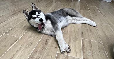 Siberian Husky