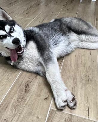 Siberian Husky