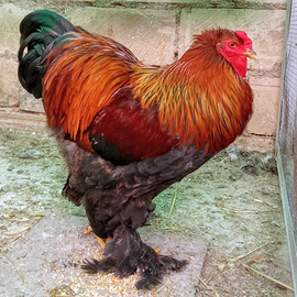 Gallo brahma