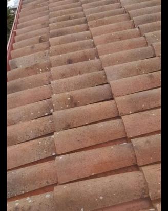 Coppo assisi in terracotta