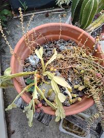 Composizione di piante grasse e succulente in vaso