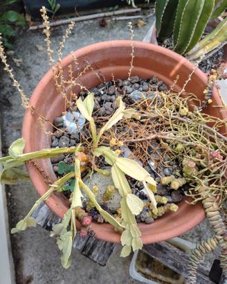 Composizione di piante grasse e succulente in vaso