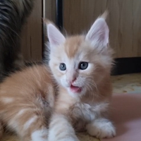 Cuccioli Maine Coon