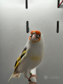 Cardellino Major Witkop