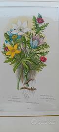 6 stampe antiche originali di botanica 