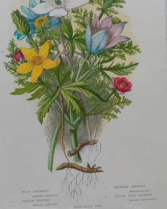 6 stampe antiche originali di botanica 