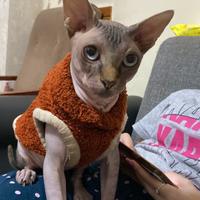 Gatto sphynx
