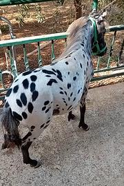 Pony