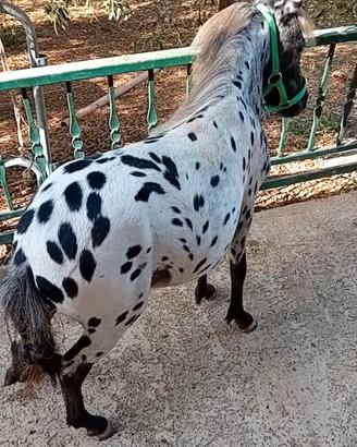 Pony