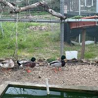 Germani silver e ancestrali