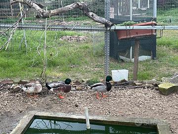 Germani silver e ancestrali