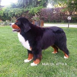 Bovaro del bernese