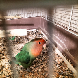 Pappagallo inseparabili