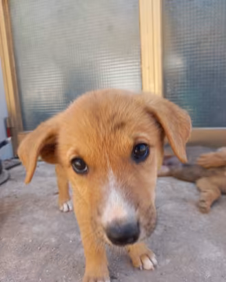 4 cuccioli